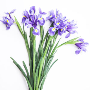 Bouquet Iris-2936