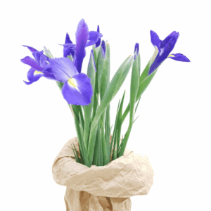 Bouquet Iris-6348