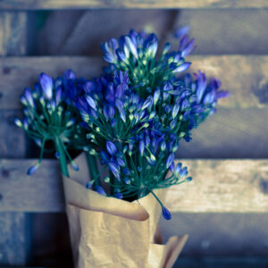 Bouquet Agapanthus-0