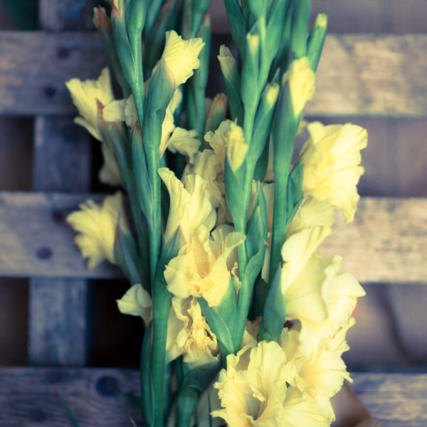 Bouquet Gladioli-0