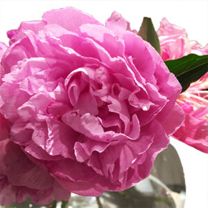 Bouquet Peonie-4301