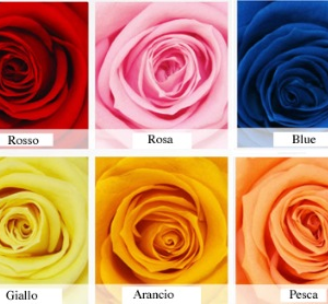 Rose Stabilizzate con Bocciolo-3311