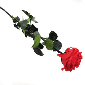 Rose Stabilizzate con Gambo-7032