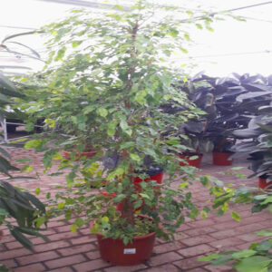 Ficus Benjamin-4381