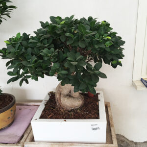 Ficus Bonsai-4323