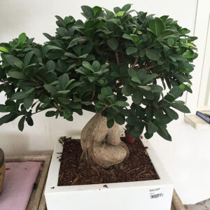 Ficus Bonsai-4324