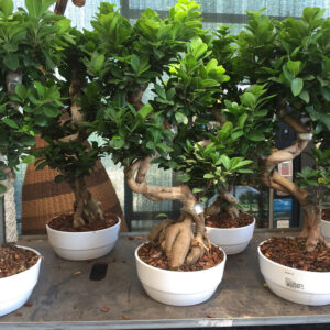 ficus bonsai