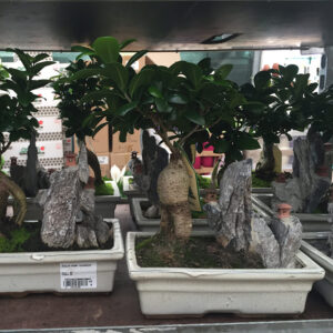 Ficus Bonsai Ginseng