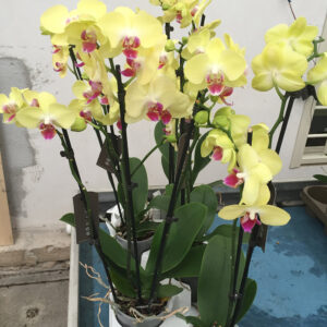 Orchidea Phalaenopsis-0