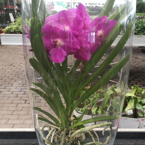 Orchidea Vanda-0