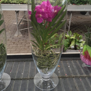 Orchidea Vanda-3435