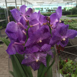 Orchidea Vanda-3433