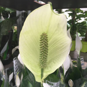 Spathiphyllum-3441