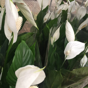 Spathiphyllum-3440