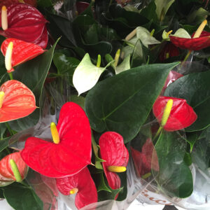 Anthurium-3447