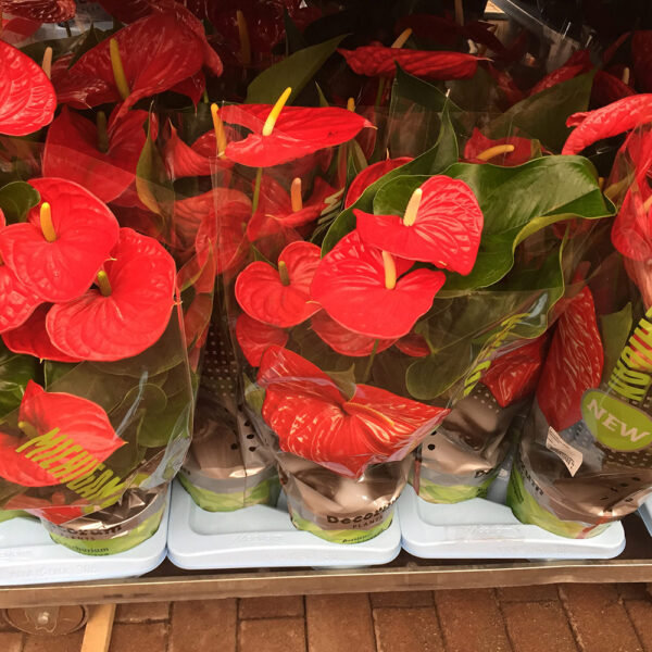 Anthurium-0