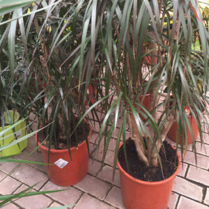 Dracaena-3452