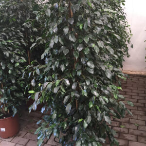 Ficus Benjamin-3460