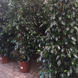 Ficus Benjamin-3461