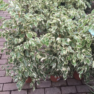 Ficus Benjamin-3459