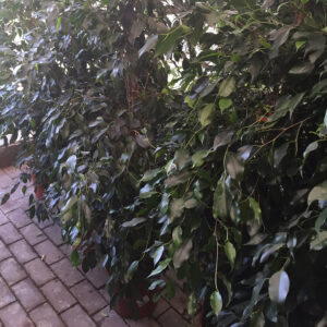 Ficus Benjamin-3462