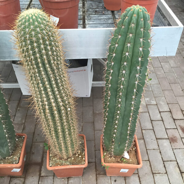 Cactus-0