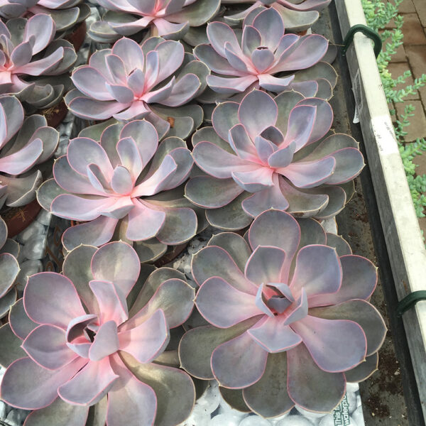 Piante grasse echeveria-0