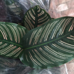 Calathea sanderiana-0