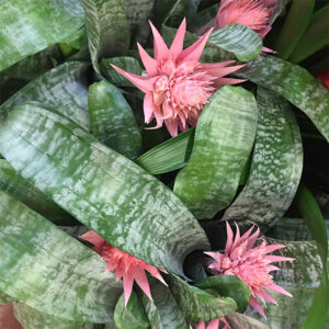 Aechmea Fasciata-0