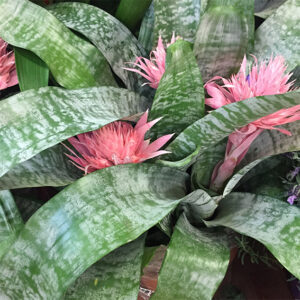 Aechmea Fasciata-4508