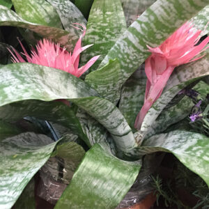 Aechmea Fasciata-4509