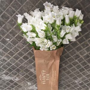 Bouquet Campanule-4564