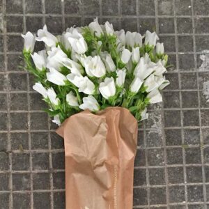 Bouquet Campanule-4592