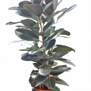 Ficus-4462