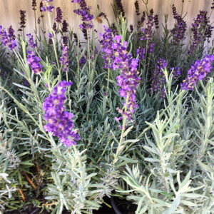 Lavanda-4504