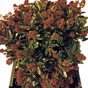 Skimmia-4377