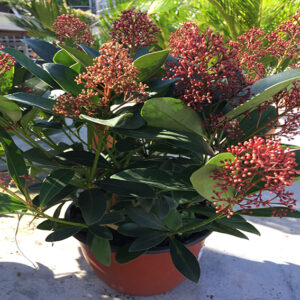 Skimmia-4498