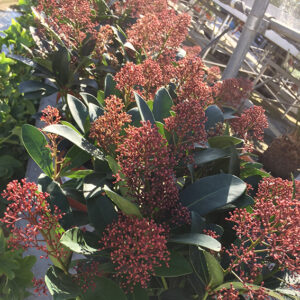 Skimmia-0