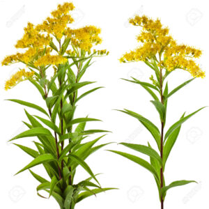 Bouquet Solidago-5105