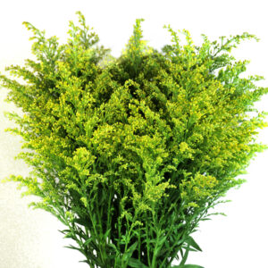 Bouquet Solidago-5106