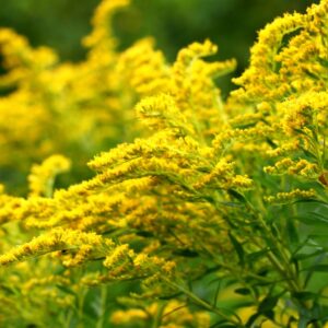 Bouquet Solidago-5104